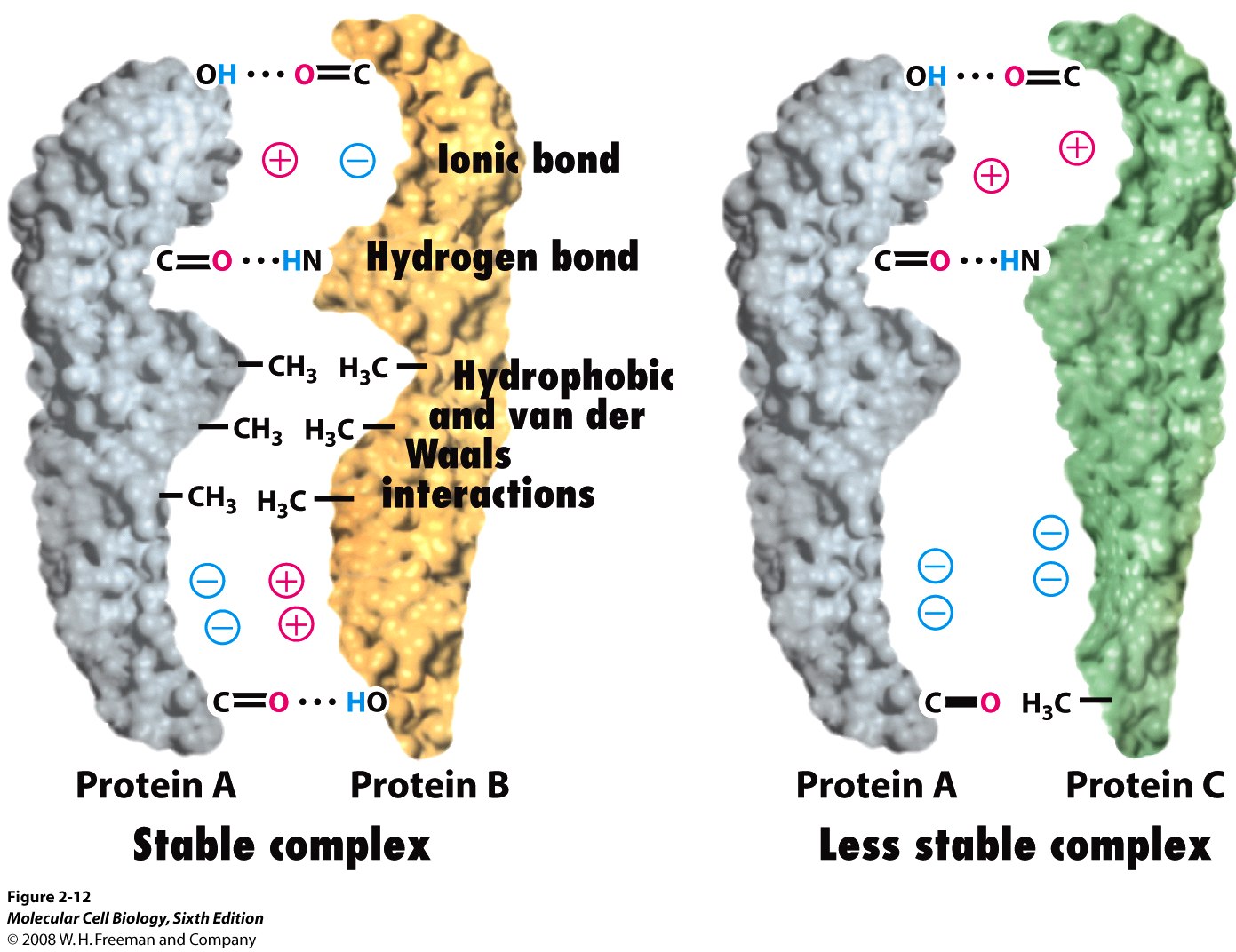 Chemical Bonds and Biomolecules