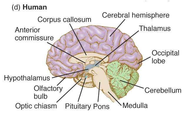 2. The brain