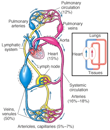 The four-chambered heart of birds is similar to that of mammals but can ...